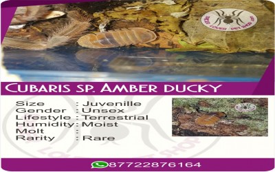 Cubaris sp. Amber ducky Isopod/ 1 ekor